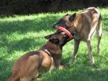 malinois